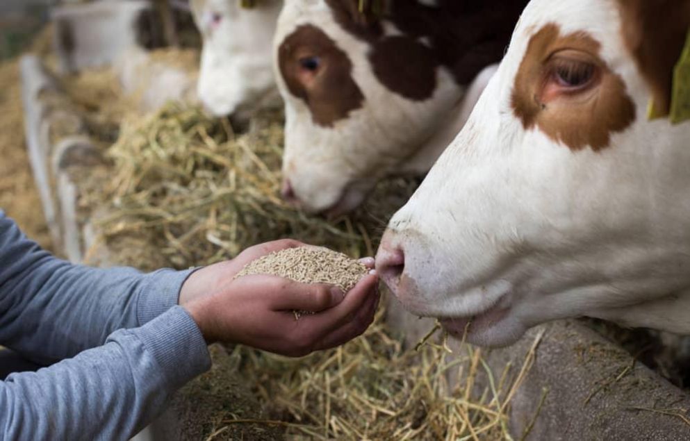 Nutricin animal: apoyo para detectar oportunidades en Japn