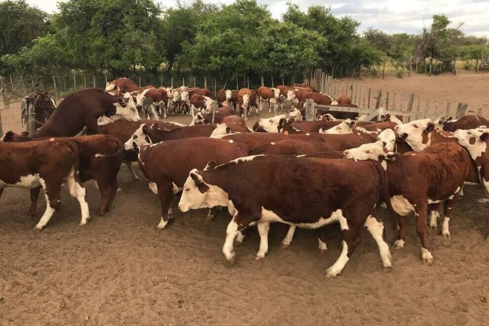 Inters brasilero en el desarrollo biotecnolgico cordobs